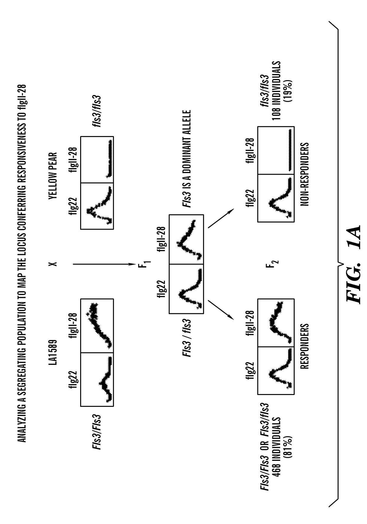 Flagellin-sensing 3 ('fls3') protein and methods of use