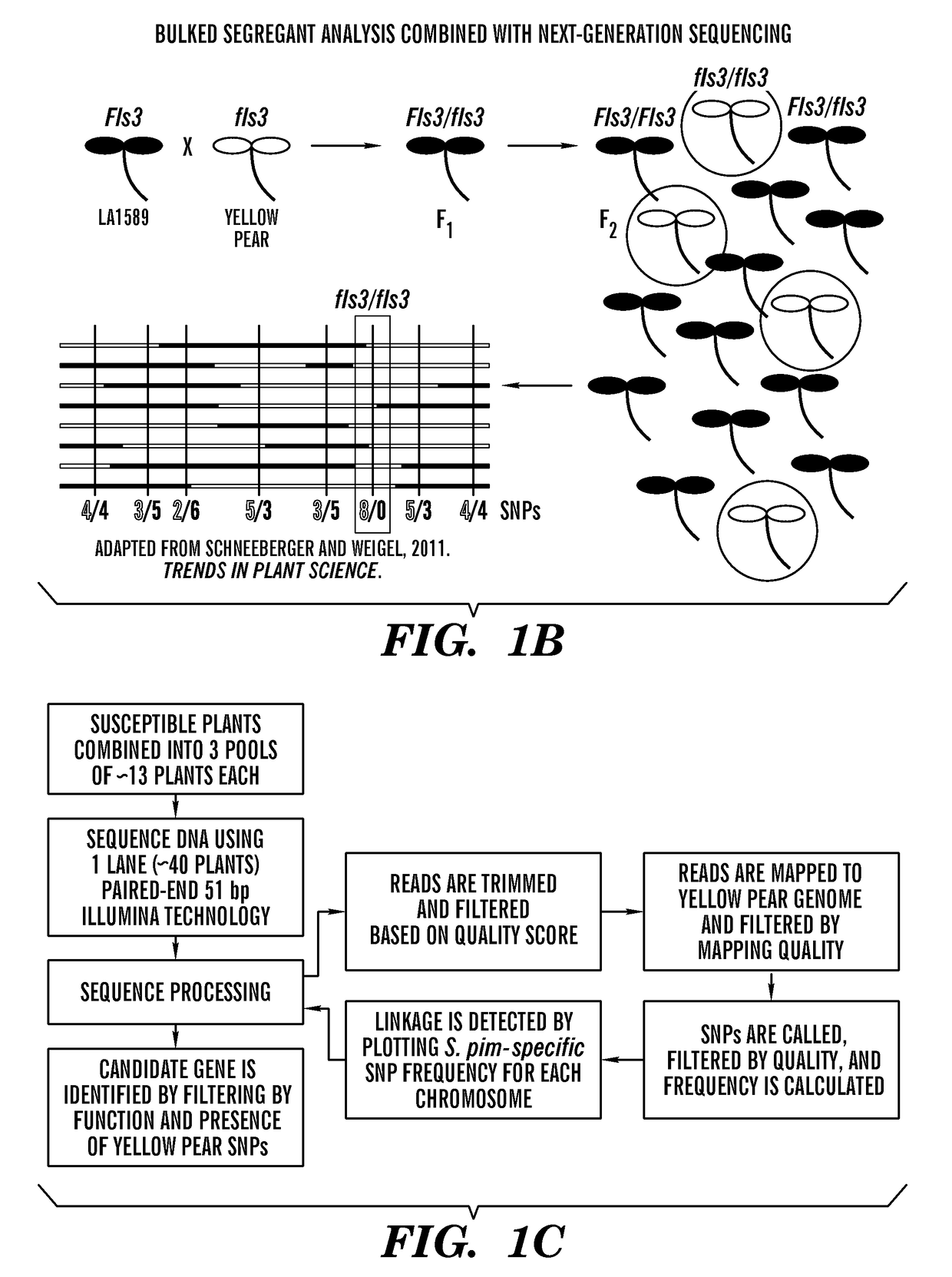 Flagellin-sensing 3 ('fls3') protein and methods of use