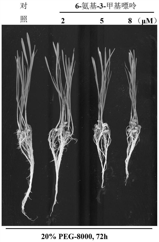 Method for creating wheat seedling drought premature senility physiological phenotype by using cell autophagy inhibitor