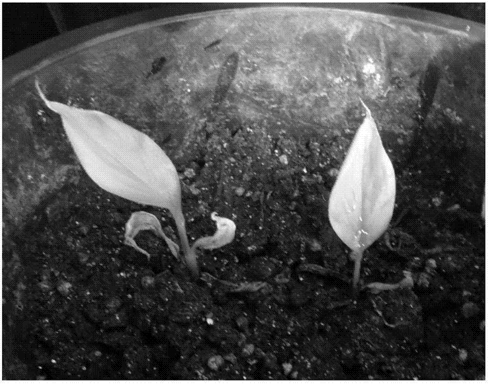 Tissue culture method for regenerated plants of curcuma wenyujin