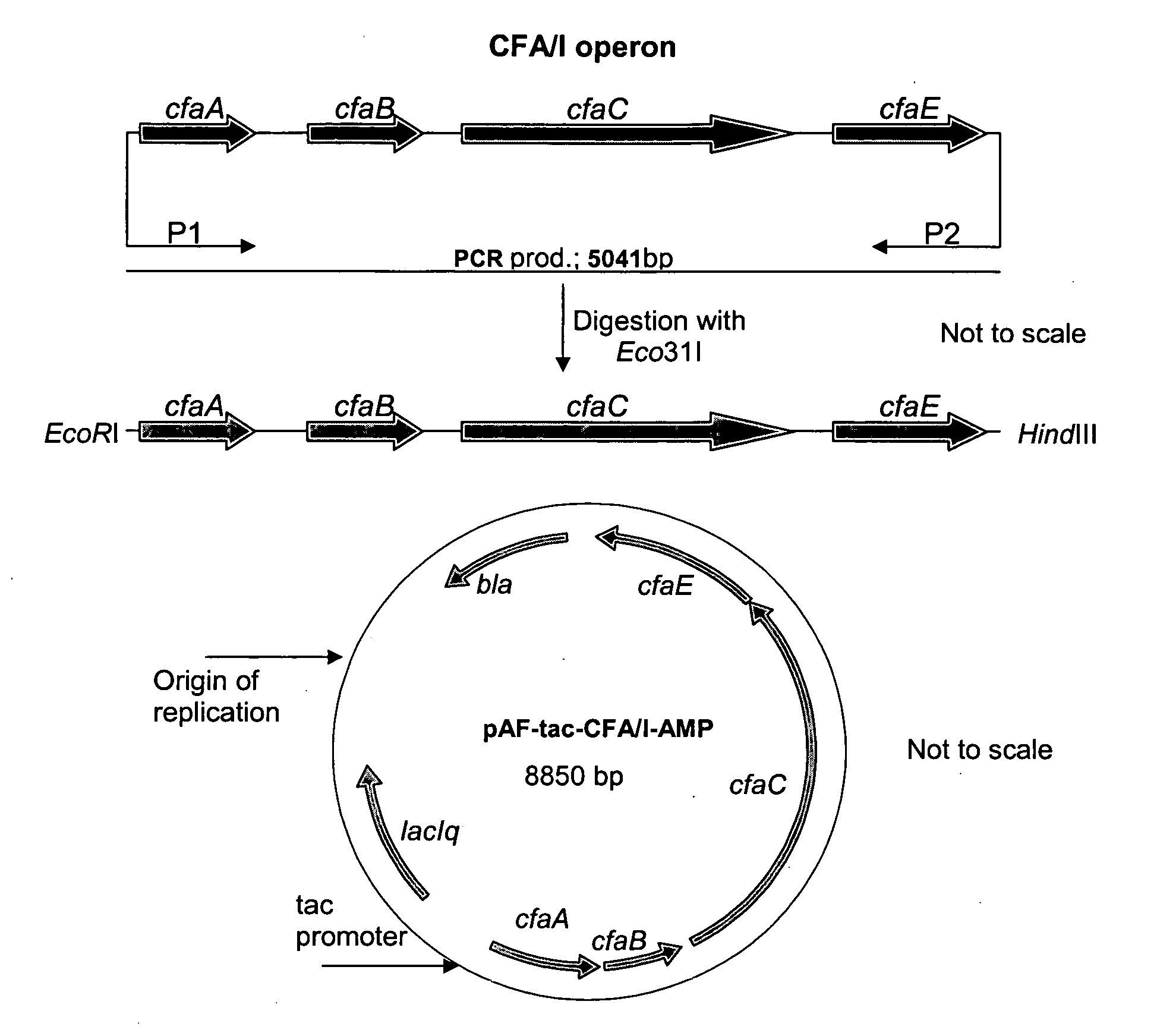 Colonization factor (CF) antigens of enterotoxigenic escherichia coli in recombinant bacteria