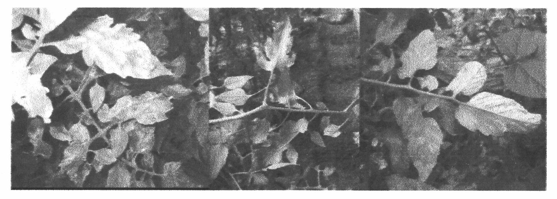 Saccharothrix used for preventing and controlling tomato leaf mold and preparation method thereof