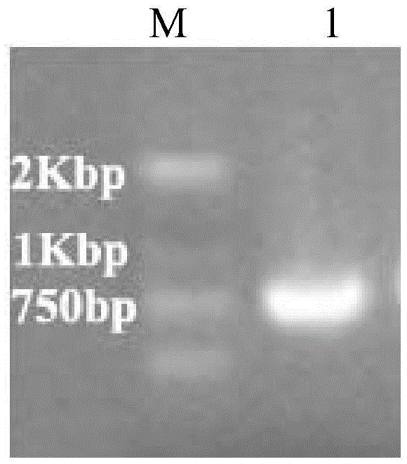 Anti-Verticillium dahliat protein from Sea Island cotton and its coding gene and application