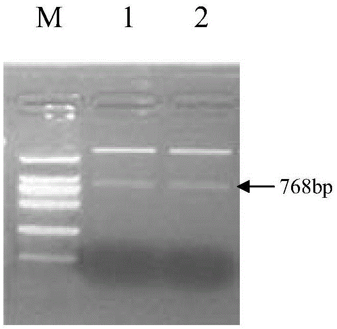 Anti-Verticillium dahliat protein from Sea Island cotton and its coding gene and application