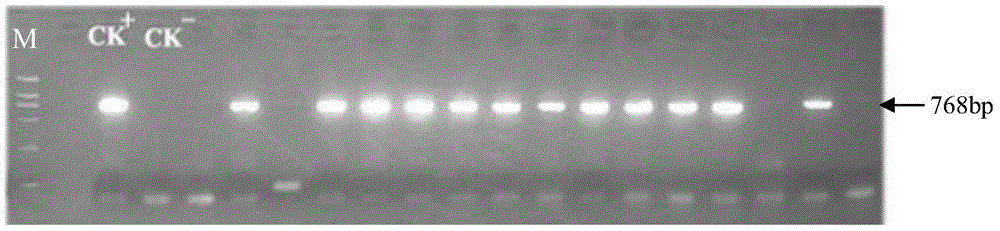 Anti-Verticillium dahliat protein from Sea Island cotton and its coding gene and application