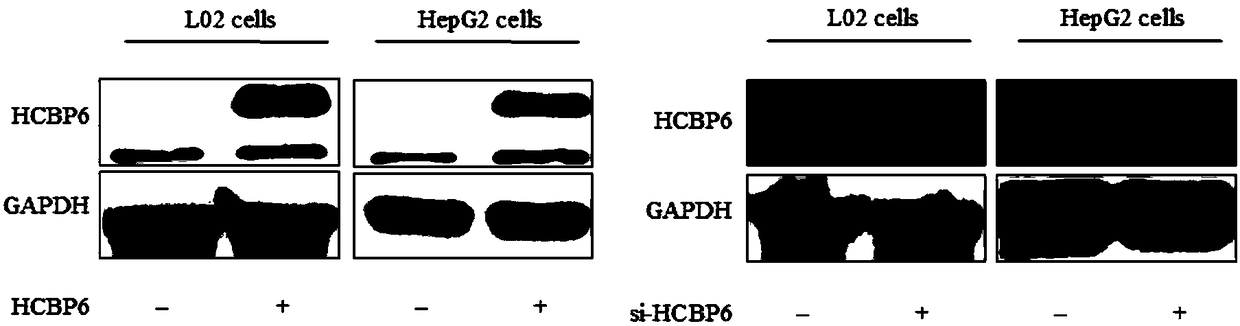 Medicine and treatment method for treating fatty liver