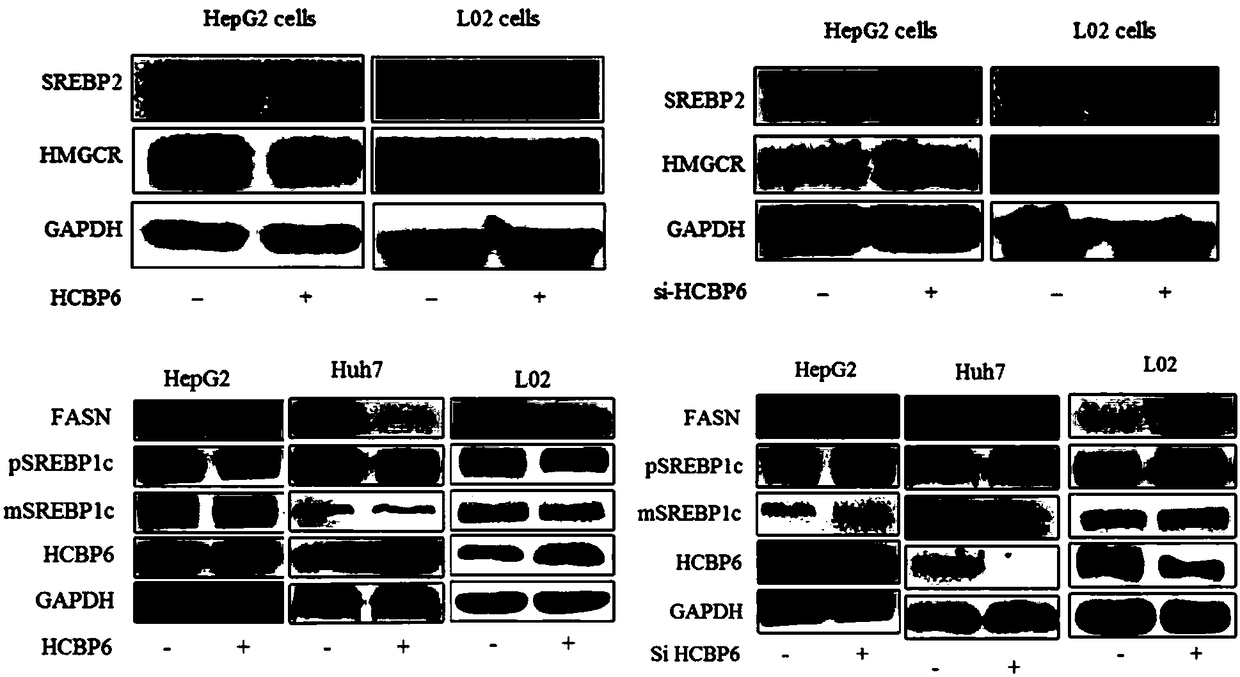 Medicine and treatment method for treating fatty liver