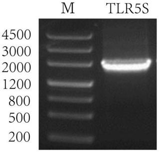 Natural immune receptor TLR5S gene of Saddletail grouper and novel application of protein encoded with natural immune receptor TLR5S gene