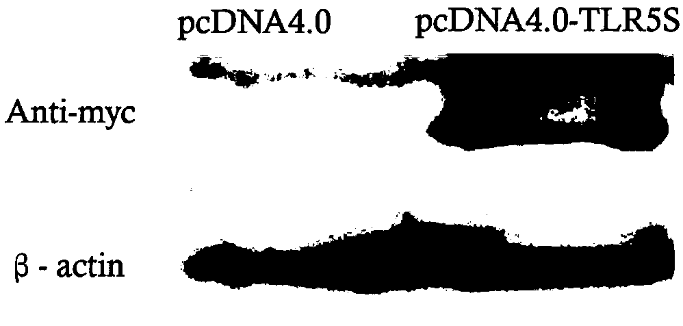 Natural immune receptor TLR5S gene of Saddletail grouper and novel application of protein encoded with natural immune receptor TLR5S gene
