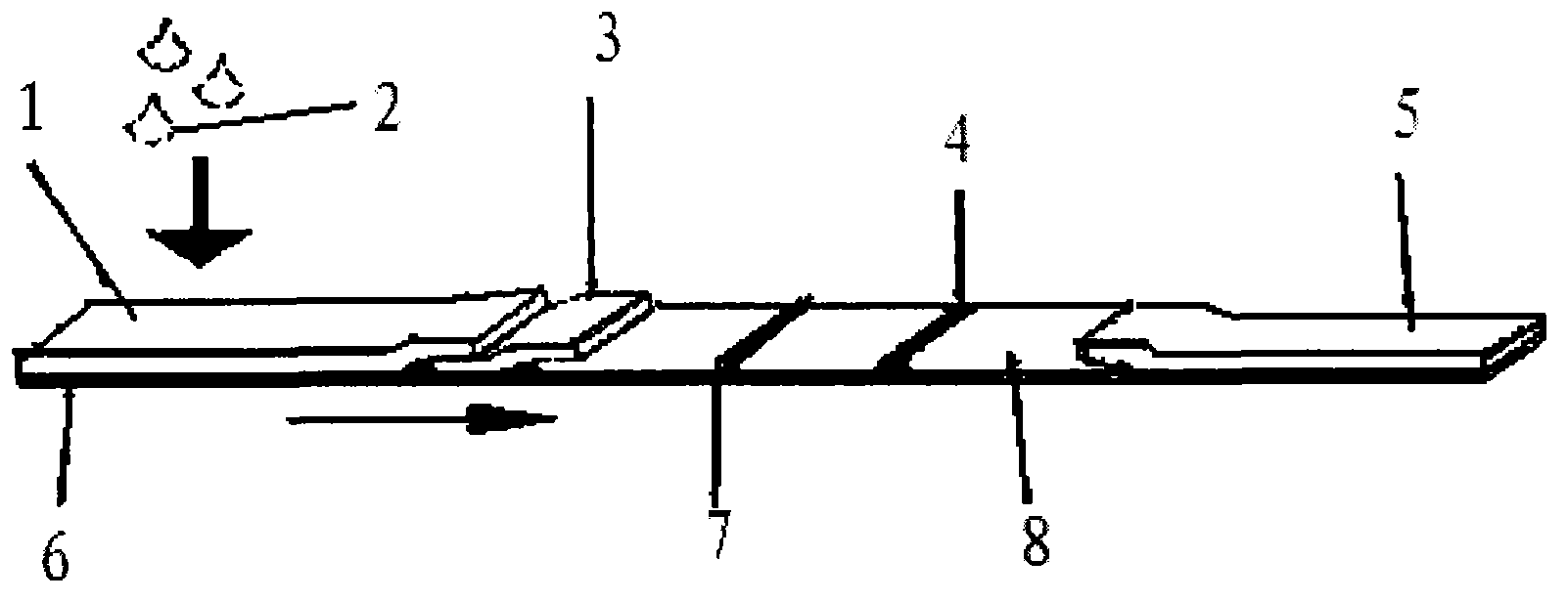 Method for rapidly detecting enterohemorrhagic Escherichia coli