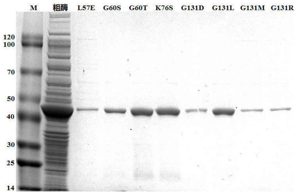 A kind of amino acid dehydrogenase and its application