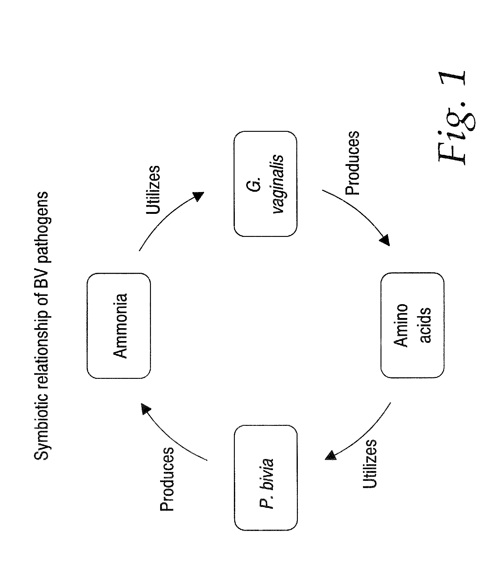 Compositions and methods for treating vaginal infections and pathogenic vaginal biofilms