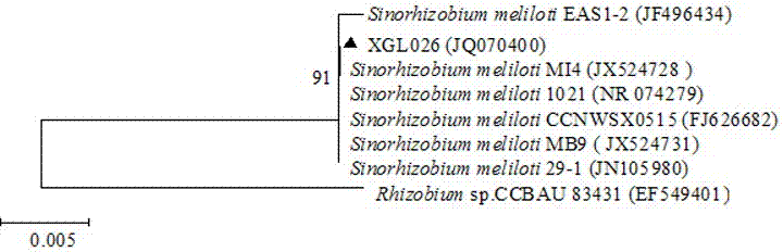 High-efficiency rhizobium meliloti strain with stress resistance and growth promoting performances and application of rhizobium meliloti