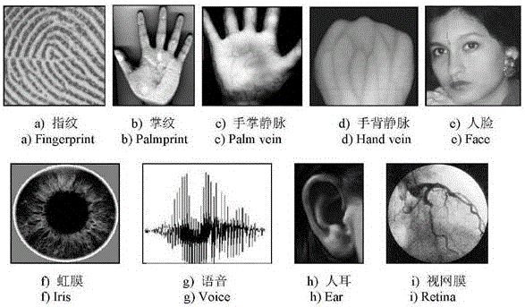 Identity identification method and system based on palm vein features, and image acquisition apparatus