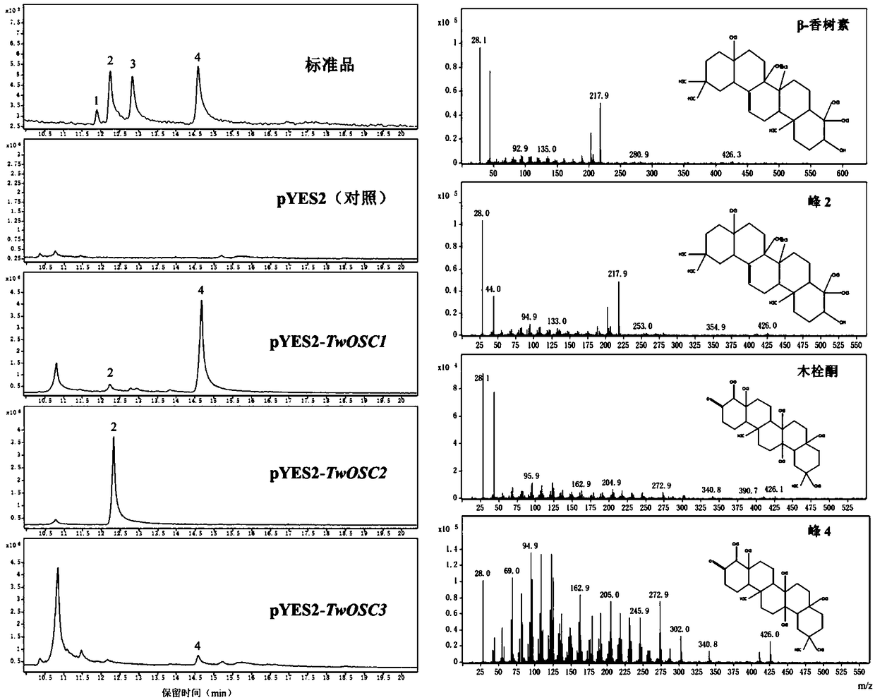 Triterpene synthase of tripterygium wilfordii TwOSC3, encoding gene and application thereof