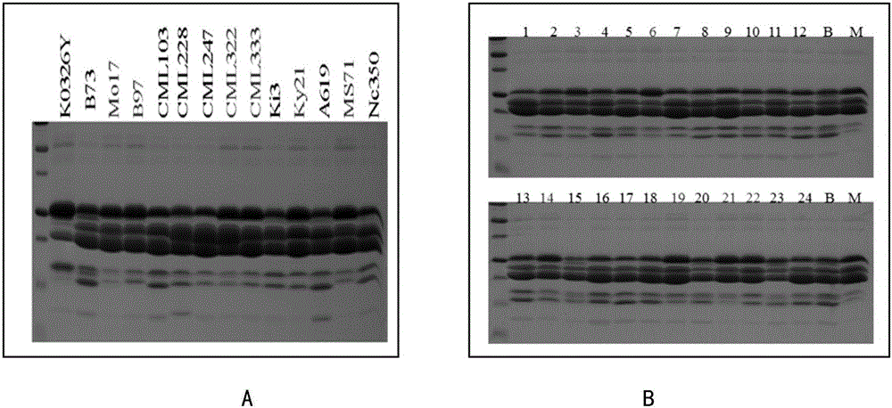 Functional linked marker 0707-1 and application thereof to germplasm improvement of maize