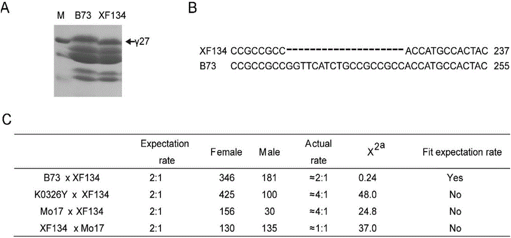 Functional linked marker 0707-1 and application thereof to germplasm improvement of maize