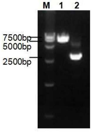 A method for labeling and detecting 5-ethynyl-2' deoxyuridine of hepatitis B virus genome dna