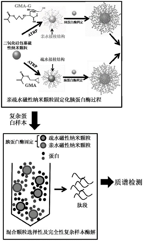 Preparation and application of a kind of immobilized protease reagent