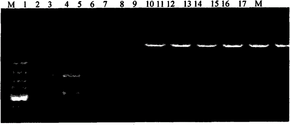 A kind of pig akirin2 gene promoter and its application