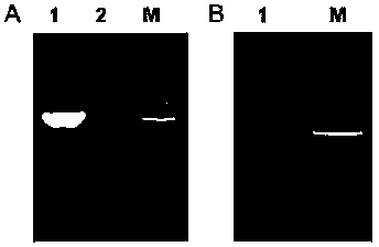 Plant expression vector of alfalfa malic acid channel protein gene MsALMT1, and applications thereof