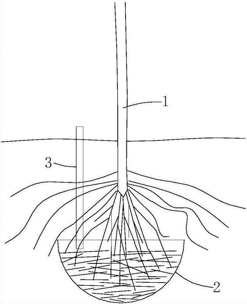 Camphor tree cultivation method suitable for alkaline soil
