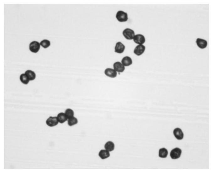 Microscopic image detection method of uredia spores of wheat stripe rust based on improved centernet technology