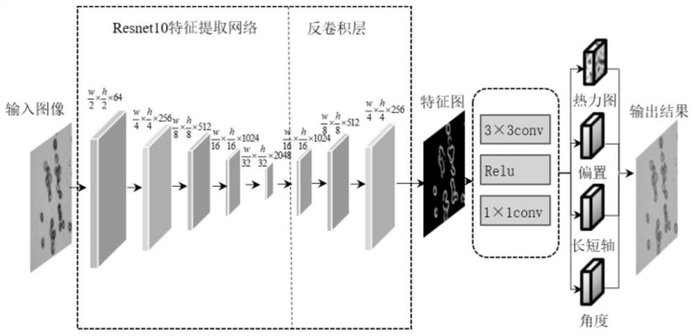 Microscopic image detection method of uredia spores of wheat stripe rust based on improved centernet technology