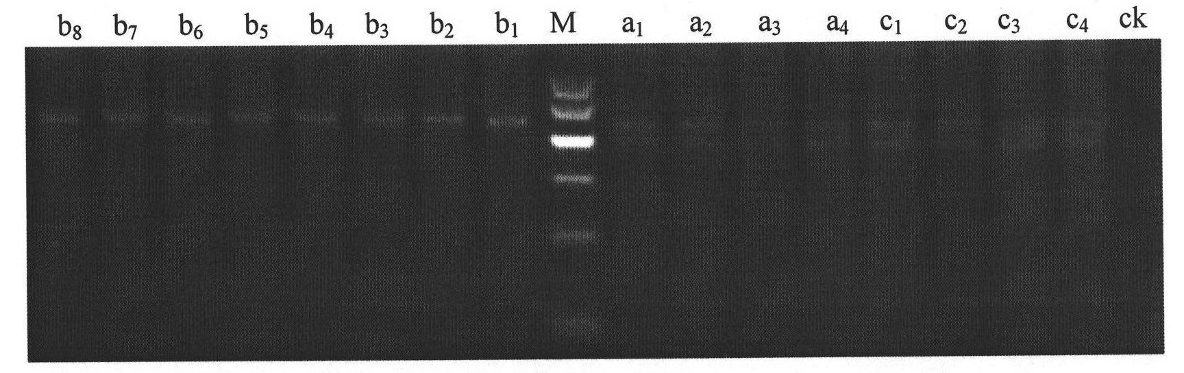 Method for detecting separation purity of bull sperms X and Y