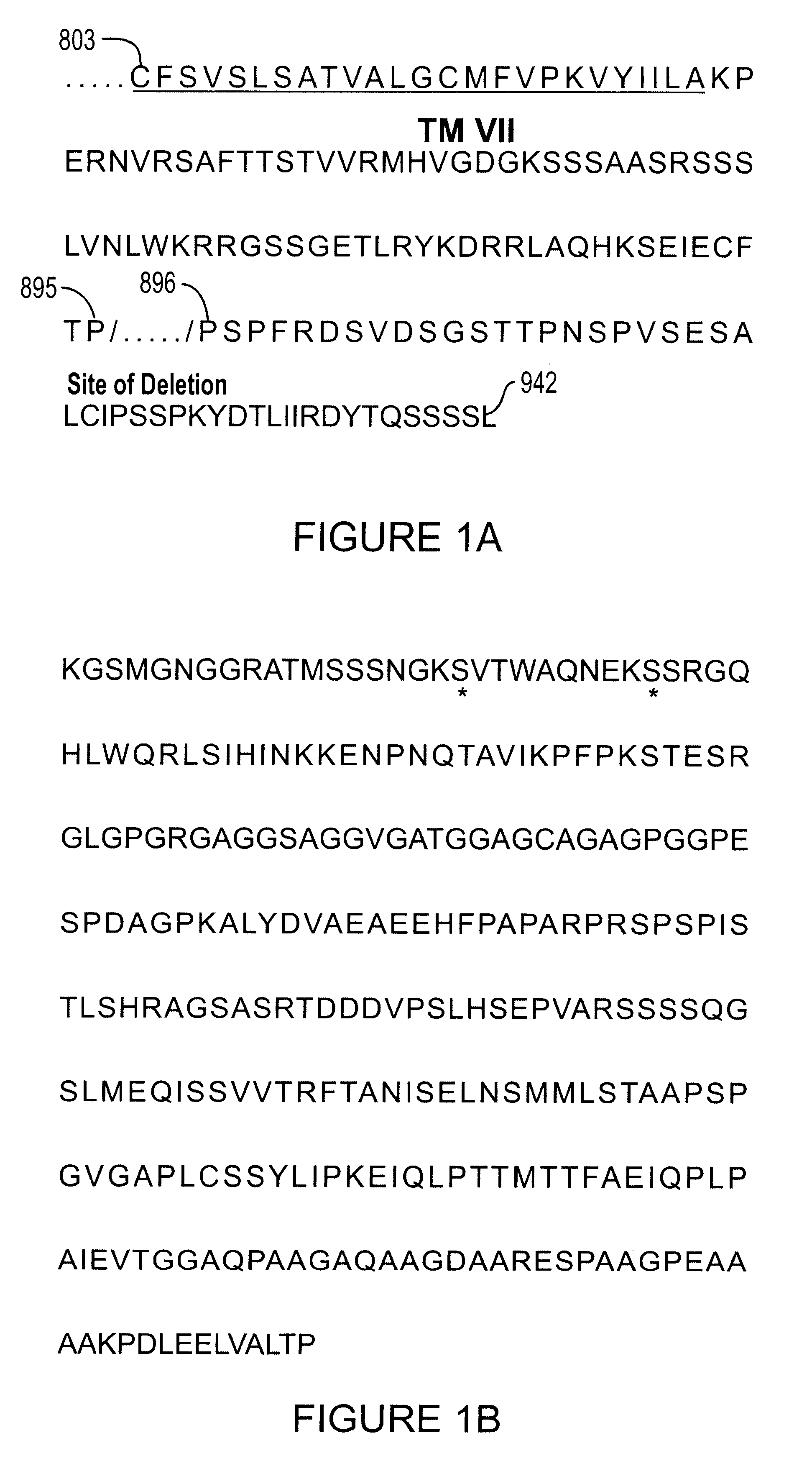 Human metabotropic glutamate receptor