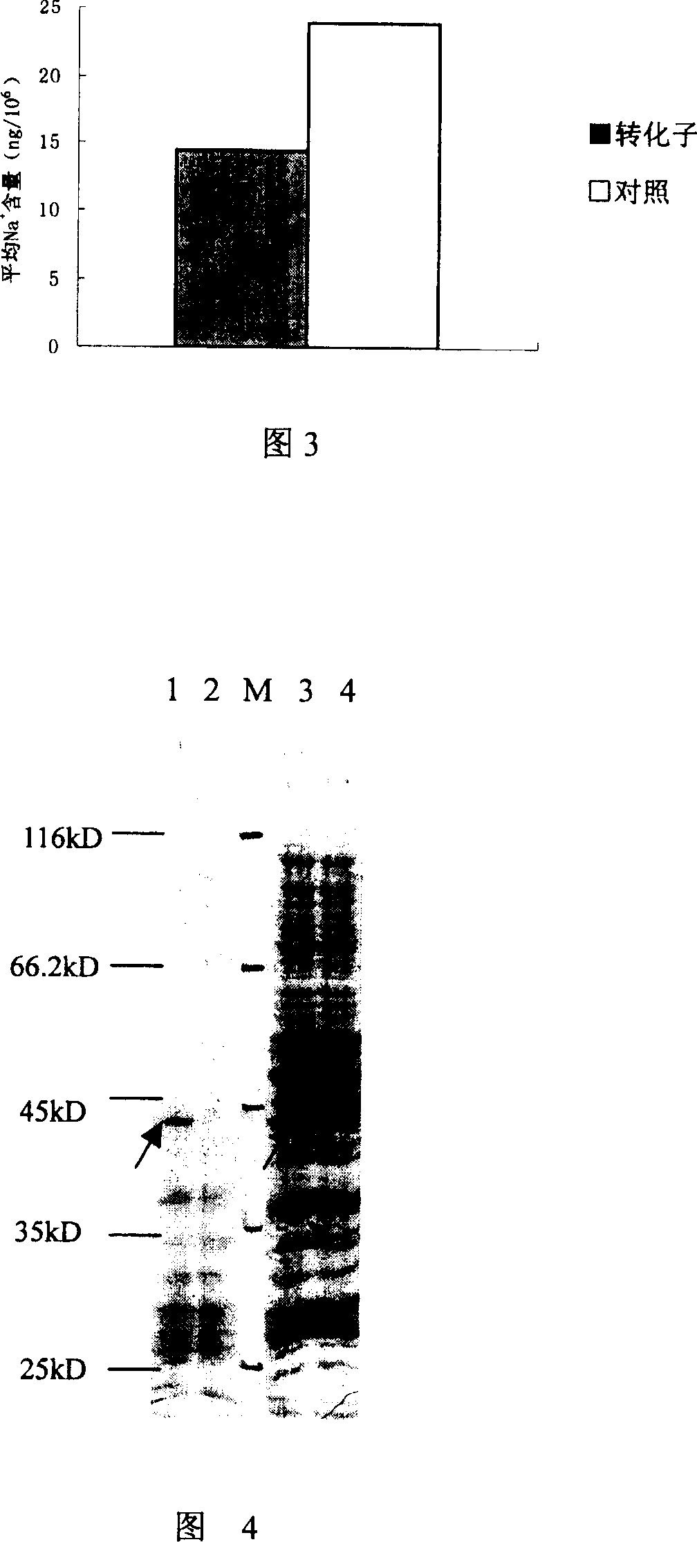 Pseudomonas Na+/H+ antiporter protein gene and its cloning process