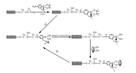 Organic substituted boric acid ester, boron affinity functional material using organic substituted boric acid ester as functional monomer as well as preparation and application of organic substituted boric acid ester
