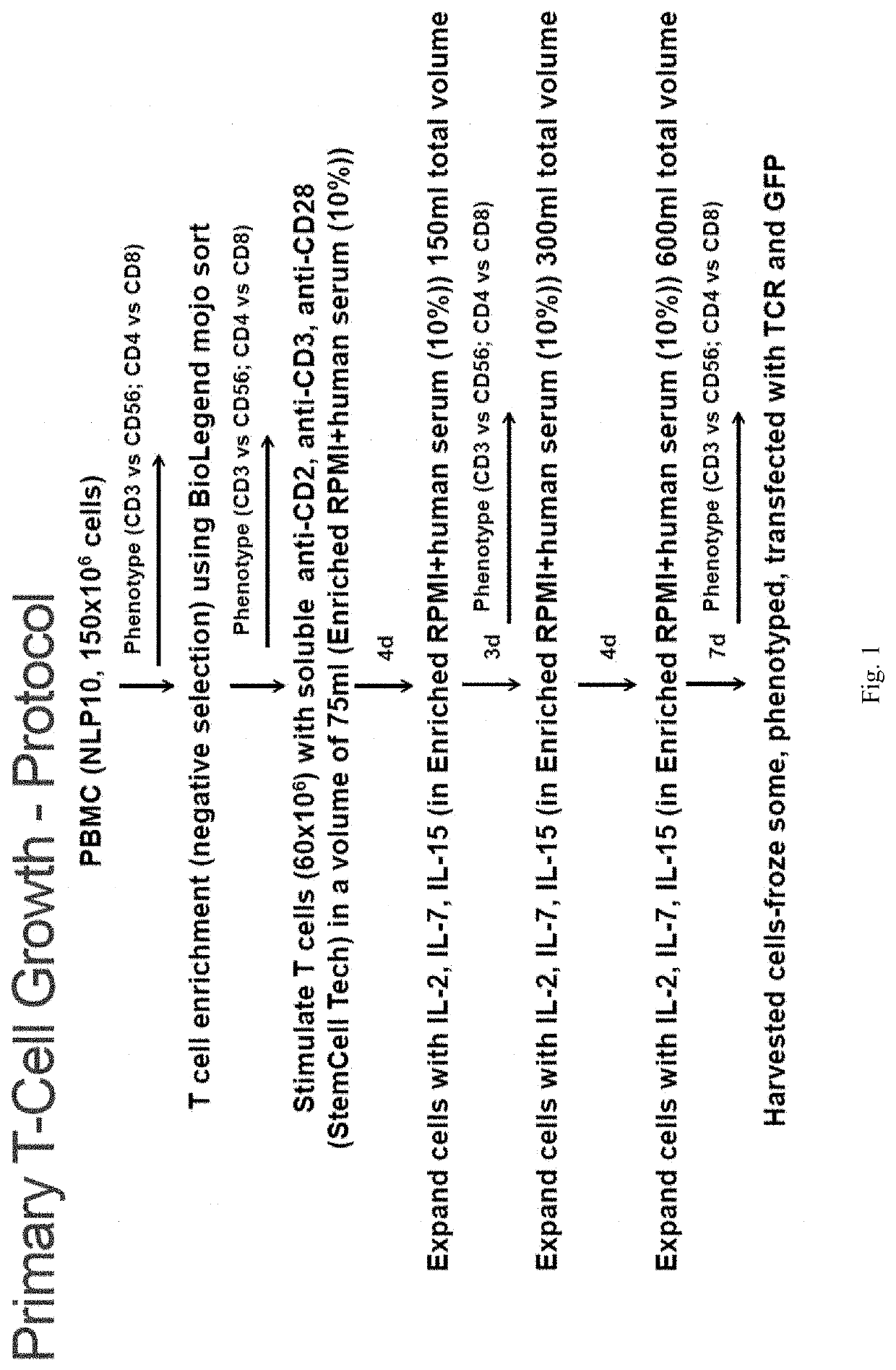 Primary T-Cell Expansion