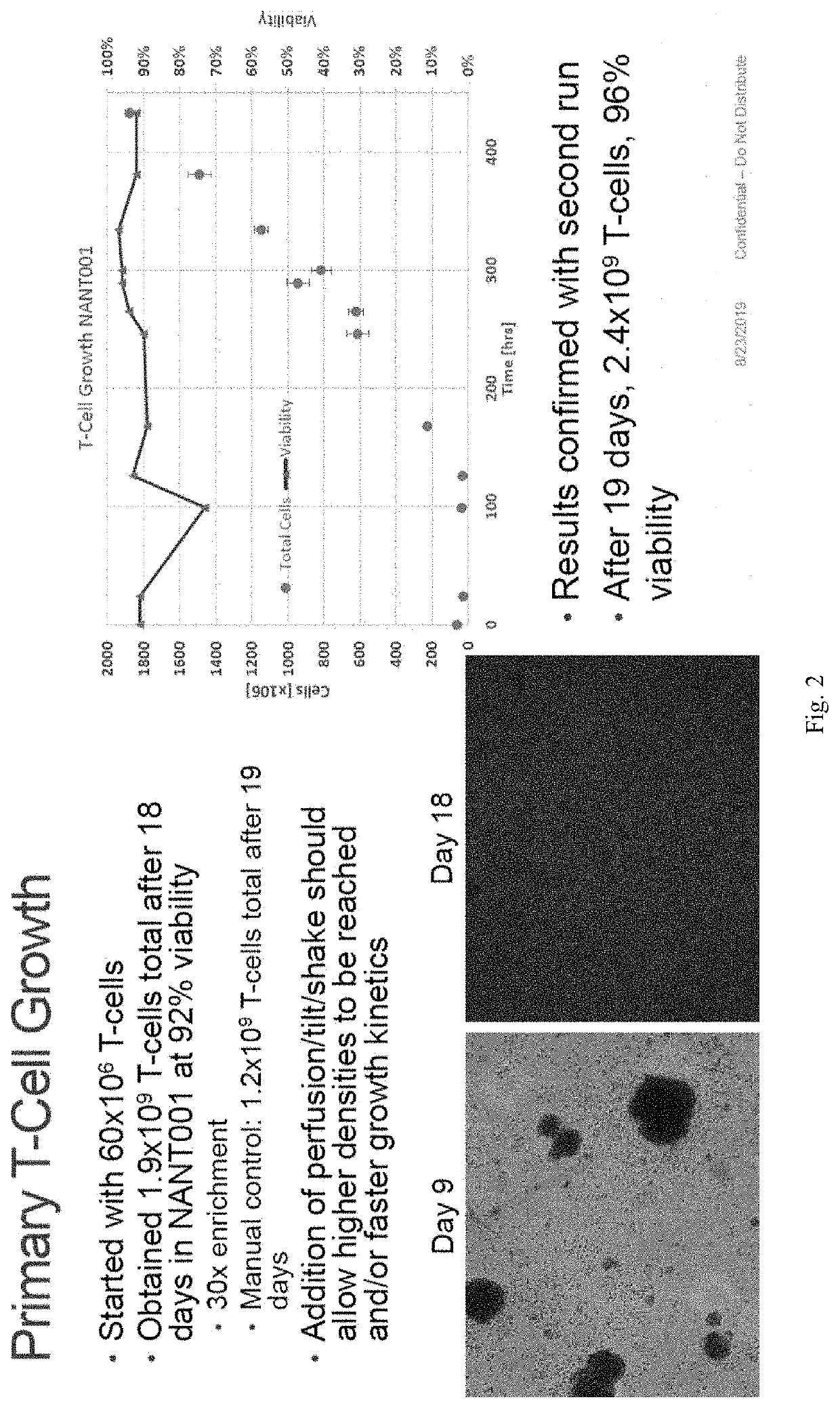 Primary T-Cell Expansion