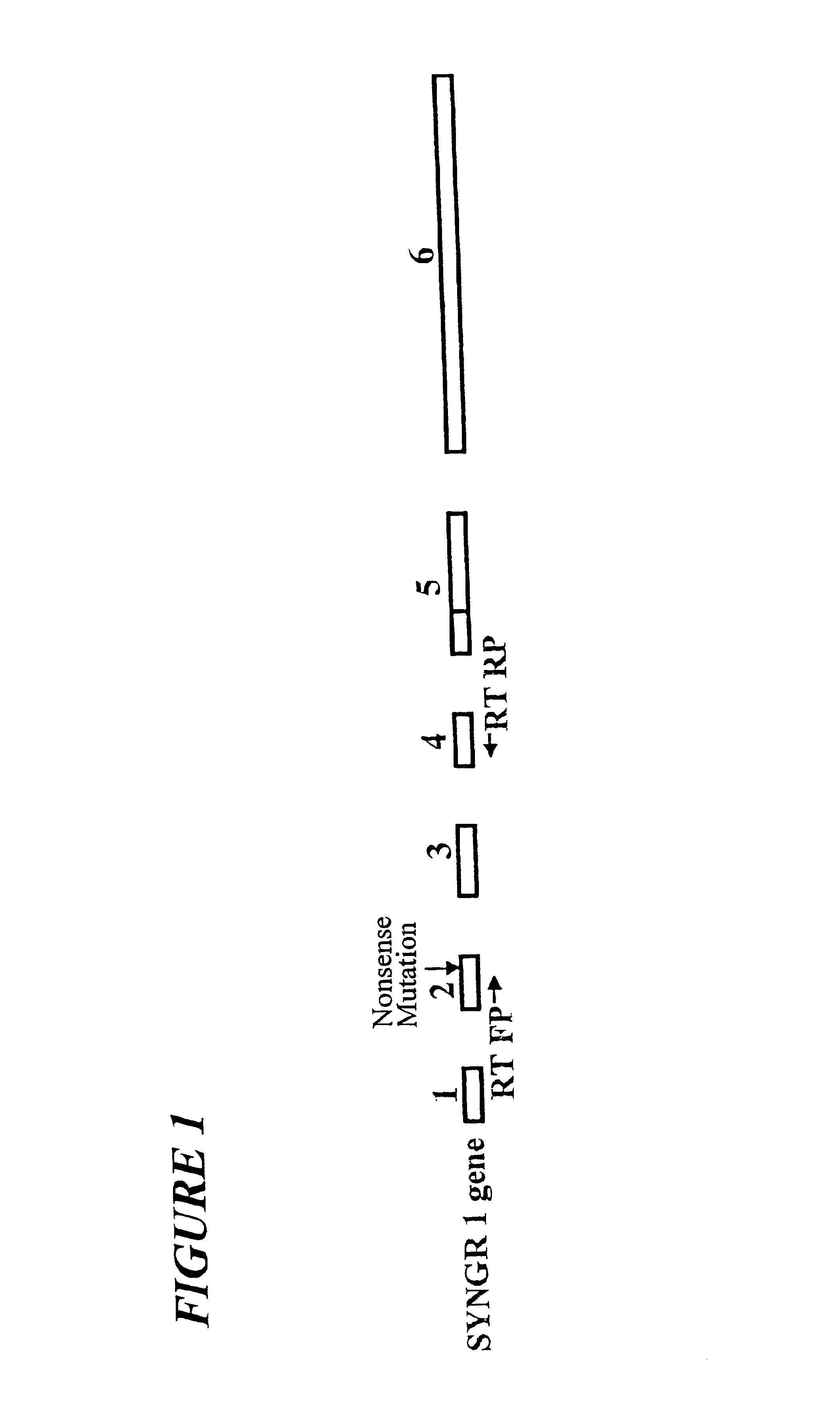 Primers for screening schizophrenia and a method thereof