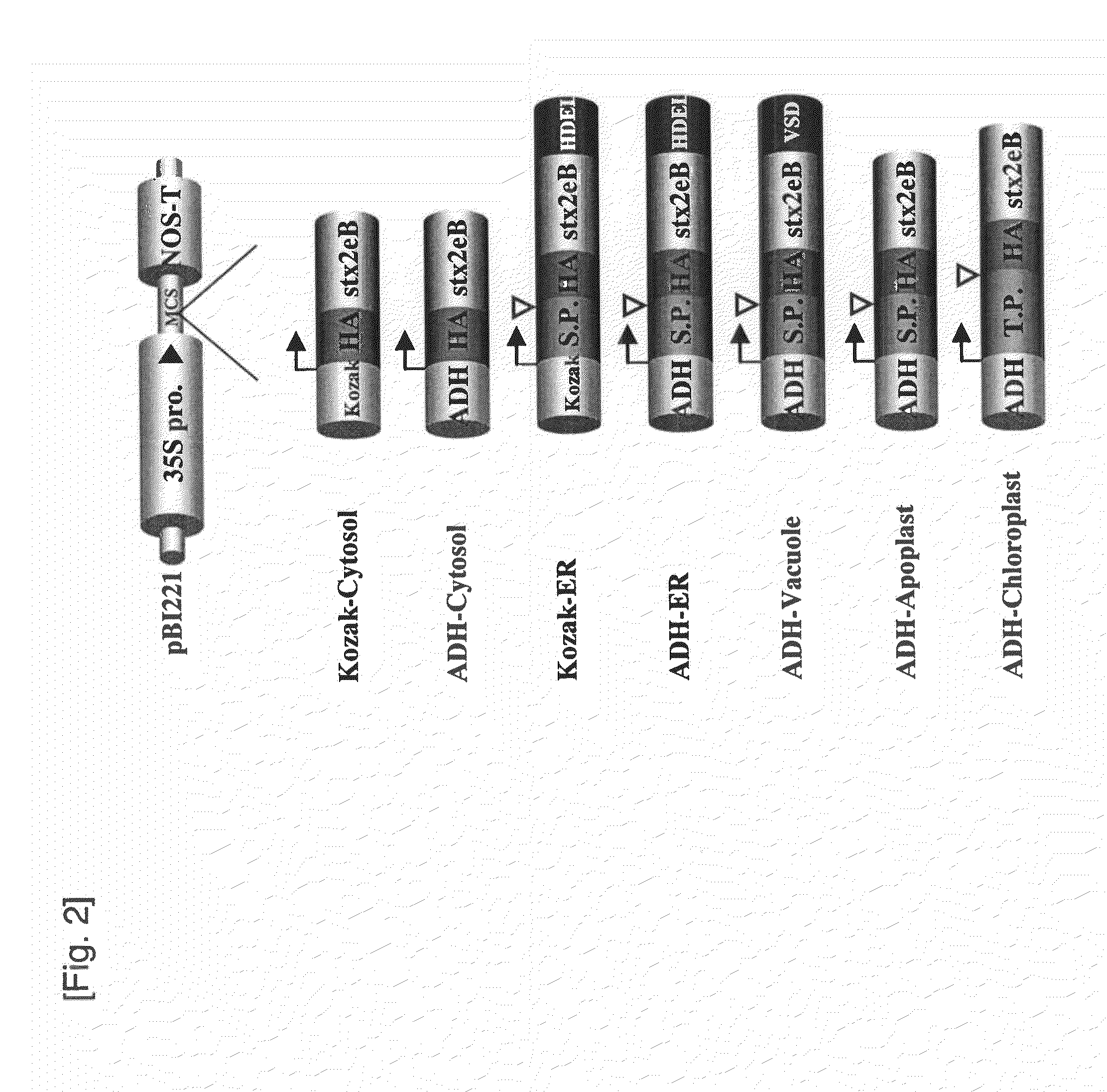 Pig edema disease vaccine