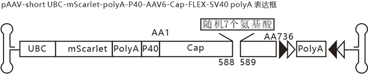 Recombinant adeno-associated virus particle and its application