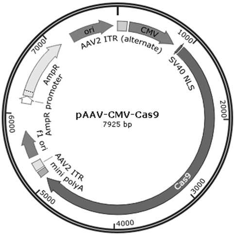 Recombinant adeno-associated virus particle and its application