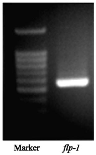 Soybean cyst nematode Hg-flp-1 gene, and encoding protein and application thereof