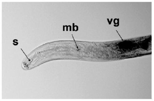 Soybean cyst nematode Hg-flp-1 gene, and encoding protein and application thereof