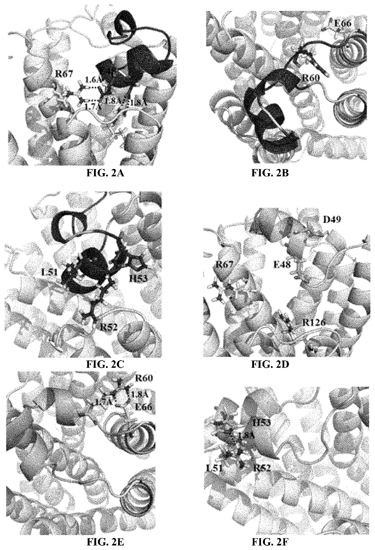 Methods of treating pain and/or inflammatory disorders using lapatinib