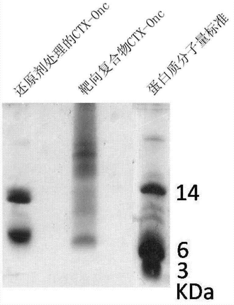 An anti-tumor targeting complex and a preparation method and applications thereof