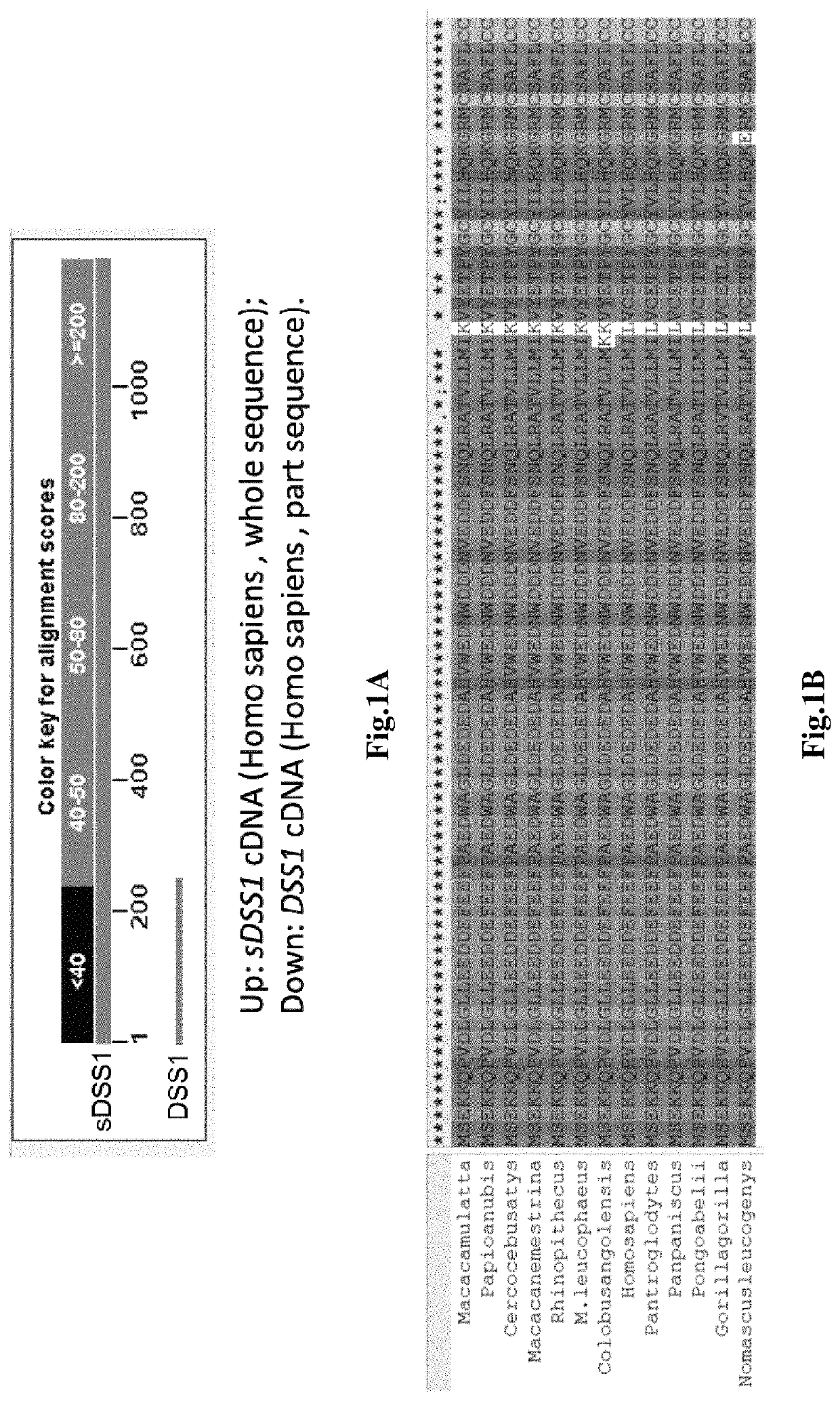 Secretory protein