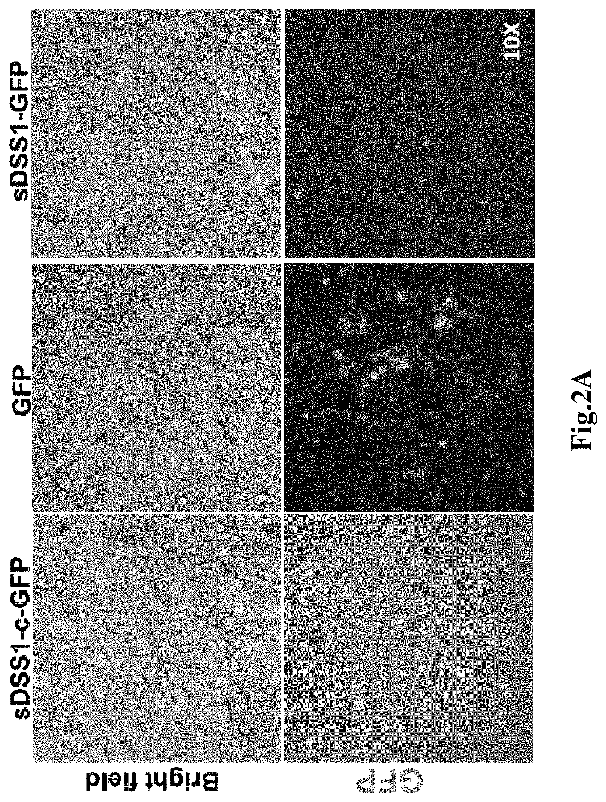 Secretory protein