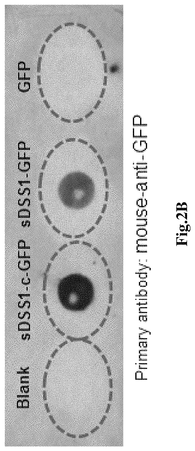 Secretory protein