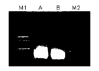 Sequencing method for in-situ copying high-flux sequencing template and increasing reading length thereof