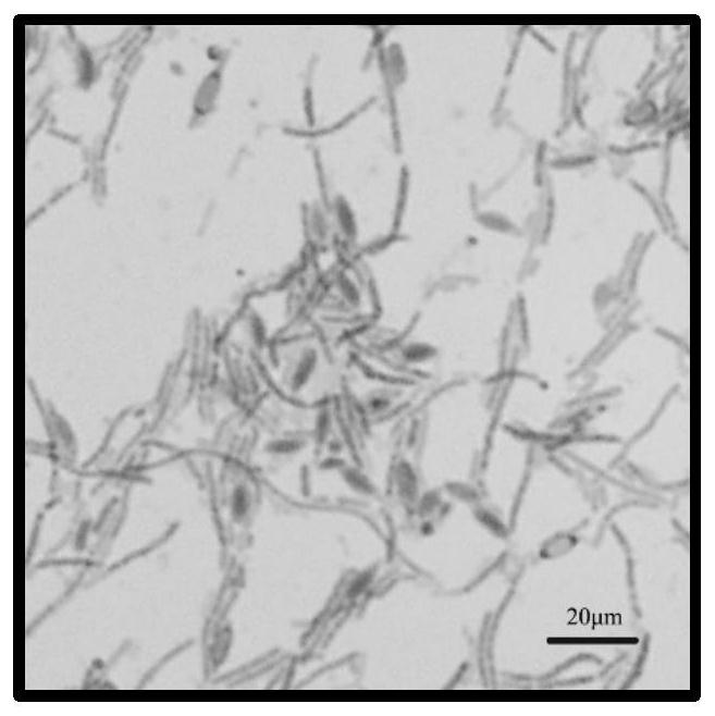 Bacillus bataviensis BY08 and application thereof