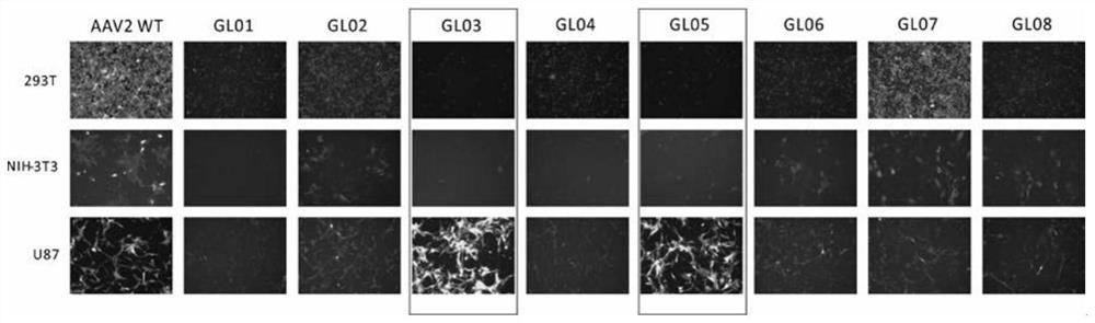 Adeno-associated virus mutant applicable to specific infection of U87-MG cells
