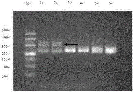 DNA Molecular Marker for Rapid Identification of Grape Rootstock Phylloxera Resistance and Its Application