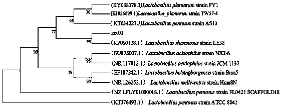 Lactobacillus rhamnosus and application thereof in preparing bacteriocin